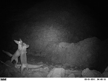 Arabian fox